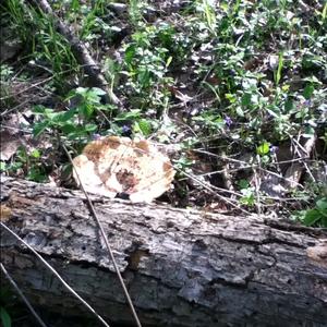 Dryad`s Saddle