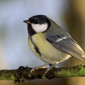 Great Tit