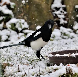 Black-billed Magpie