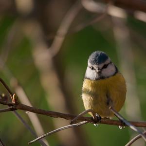 Blue Tit