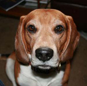 Beagle