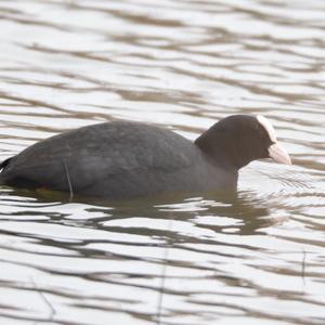 Common Coot