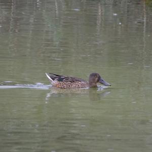 Red Shoveler