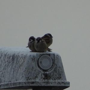 Eurasian Tree Sparrow