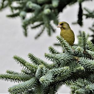 European Greenfinch