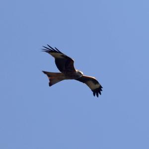 Red Kite