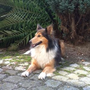 Shetland Sheepdog