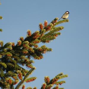 Great Tit