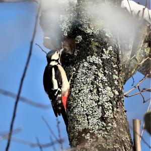 Great Spotted Woodpecker