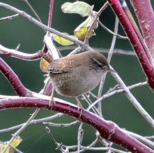 Winter Wren