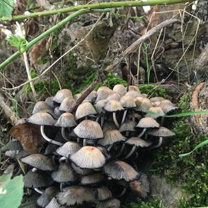 Non-inky Coprinus