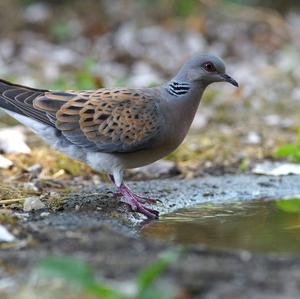 European Turtle-dove