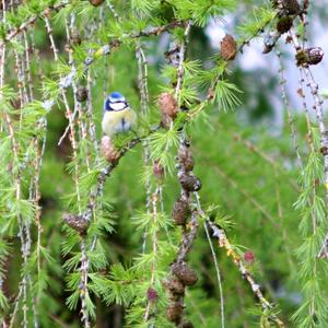 Blue Tit