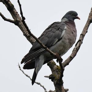 Common Wood-pigeon