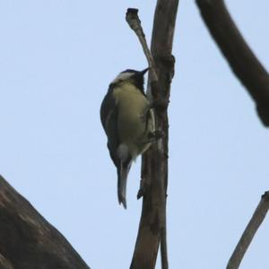 Great Tit