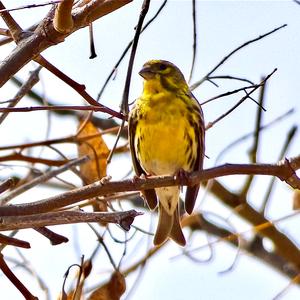 European Serin