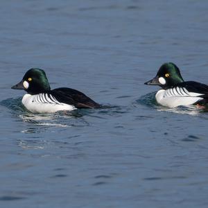 Common Goldeneye