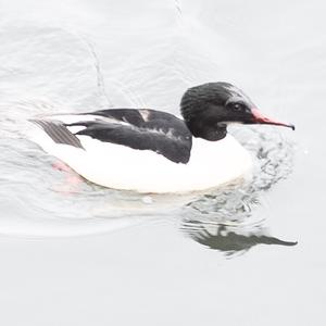 Common Merganser