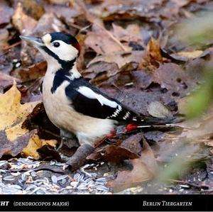 Great Spotted Woodpecker