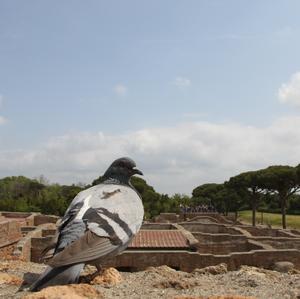 Common Wood-pigeon