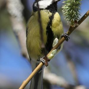 Great Tit