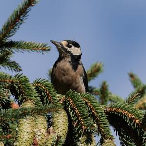 Great Spotted Woodpecker