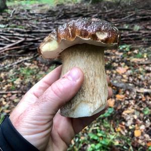 King Bolete