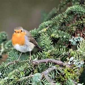 European Robin