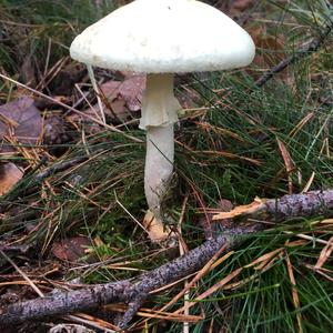 Red-staining Mushroom