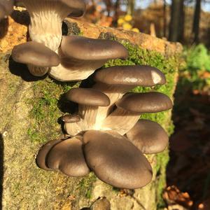 Oyster Mushroom