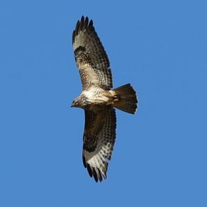 Common Buzzard