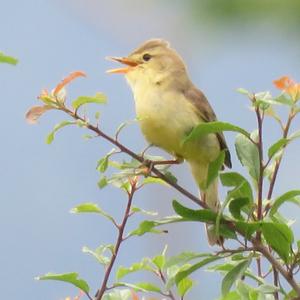 Melodious Warbler