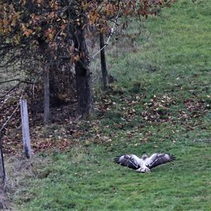 Common Buzzard