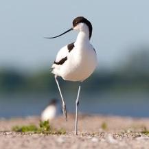 Pied Avocet