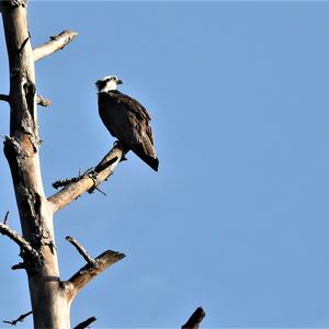 Osprey