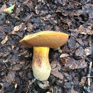 Cortinarius armeniacus