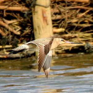 Bar-tailed Godwit