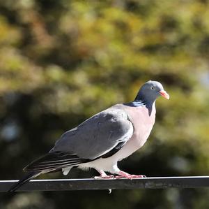 Common Wood-pigeon