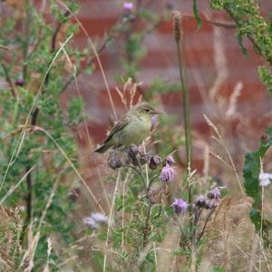 Willow Warbler