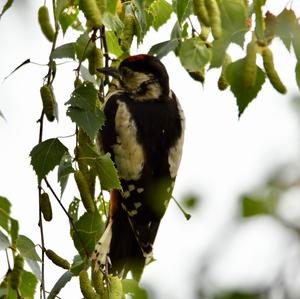 Great Spotted Woodpecker