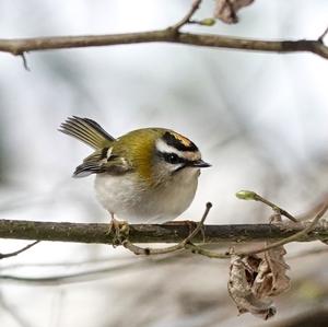 Firecrest