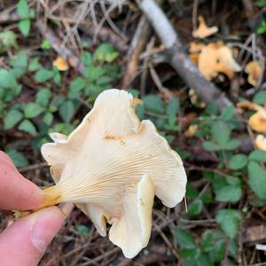 Chanterelle, Common