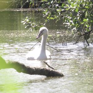 Höckerschwan