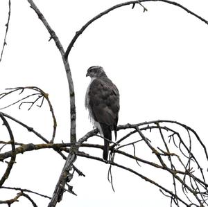 Northern Goshawk