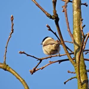 Marsh Tit