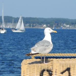 Herring Gull