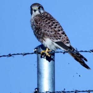 Common Kestrel