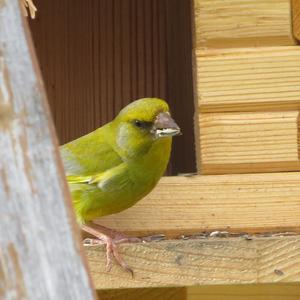 European Greenfinch