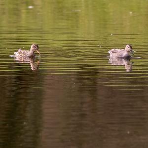 Gadwall