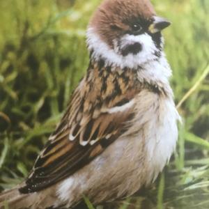 Eurasian Tree Sparrow